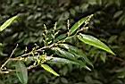 09南投五月茶.JPG