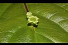 台灣青莢葉-雌花11.JPG