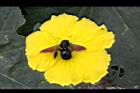 木蜂-絲瓜-雄花11.jpg