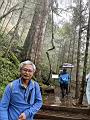 棲蘭山-孔子神木-大枝掛繡球0.JPG