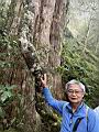 棲蘭山-孔子神木-大枝掛繡球1.JPG