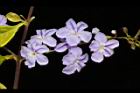 金露花-花06.JPG