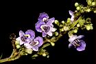 黃荊-花03.JPG