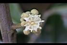 龍眼-花17.jpg