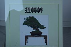 五葉松502.JPG