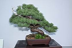 五葉松504.JPG