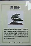 五葉松801.JPG