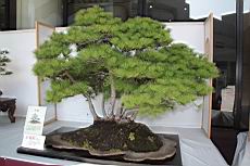 五葉松905.JPG