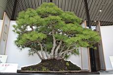 五葉松907.JPG