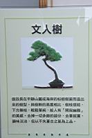五葉松1002.JPG