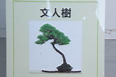 五葉松1003.JPG