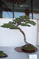 五葉松1005.JPG