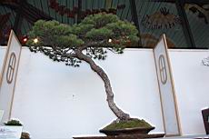 五葉松1006.JPG