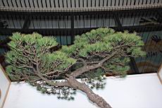 五葉松1007.JPG