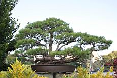 五葉松1200.JPG