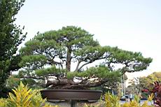 五葉松1202.JPG