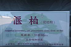 偃柏100.JPG