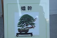 偃柏101.JPG