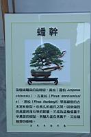 偃柏102.JPG