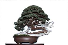 偃柏103.JPG