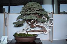 偃柏105.JPG