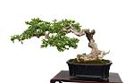 恆春臭黃荊-盆栽02.JPG