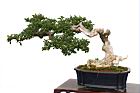 恆春臭黃荊-盆栽03.JPG