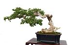 恆春臭黃荊-盆栽04.JPG