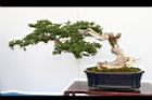 恆春臭黃荊-盆栽07.JPG
