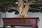 月橘1-莖00.JPG