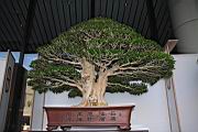 月橘102.JPG