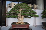 月橘104.JPG