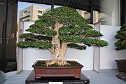 月橘105.JPG