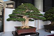 月橘106.JPG