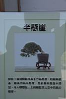月橘401.JPG