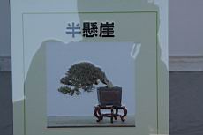 月橘402.JPG