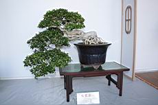 月橘406.JPG