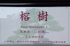 榕樹100.JPG