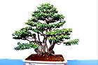 烏柑仔-盆00.JPG