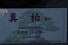 真柏100.JPG