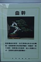 真柏101.JPG