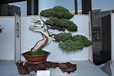 真柏103.JPG