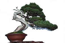 真柏104.JPG