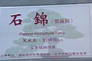 臭黃荊100.JPG