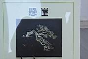 臭黃荊102.JPG