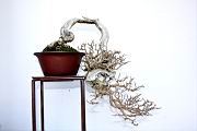 臭黃荊106.JPG