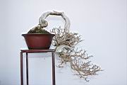 臭黃荊108.JPG
