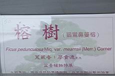 蔓榕100.JPG