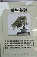 蔓榕101.JPG