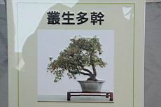 蔓榕102.JPG